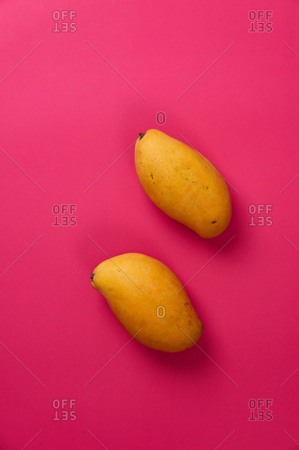 Flat lay mango fruit in pink colorful cardboard background