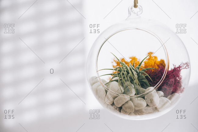 Succulent decorative colorful plants inside hanging spherical transparent glass terrarium in light room