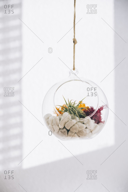 Succulent decorative colorful plants inside hanging spherical transparent glass terrarium in light room