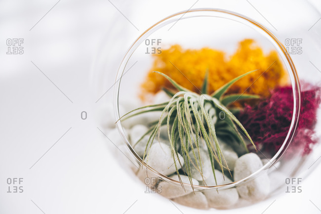 Succulent decorative colorful plants inside hanging spherical transparent glass terrarium in light room