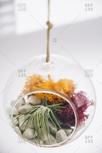 Succulent decorative colorful plants inside hanging spherical transparent glass terrarium in light room