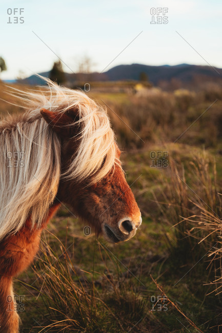 Portrait of beautiful small horse grazing on a meadow in the Basque Country