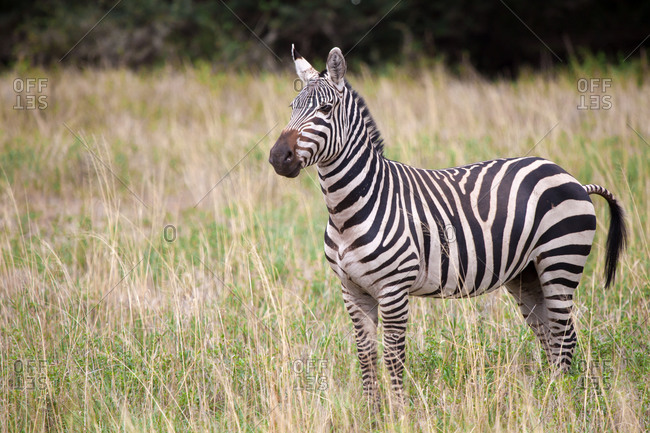 Zebra is standing in the savannah of Kenya
