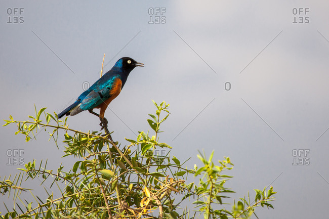 Colorful bird is sitting on the tree, on safari in Kenya