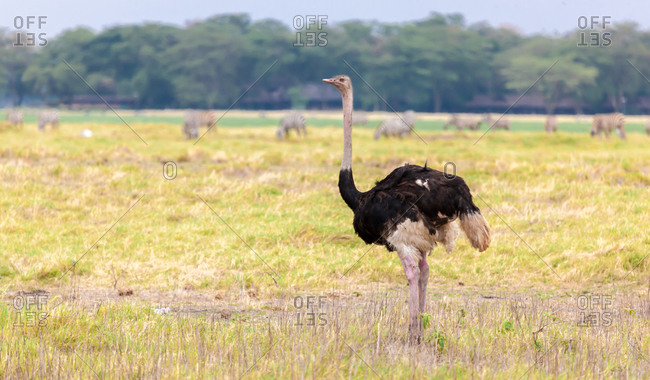 Big ostrich is walking in the savannah of Kenya