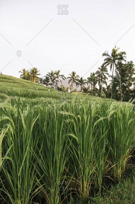 Close-up of rice in field, Jatiluwih rice terraces