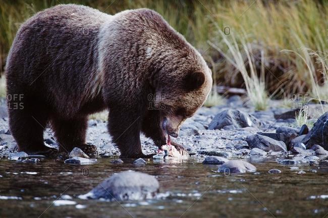 Grizzly bear eating a fish, Chilko Lake, British Columbia, Canada