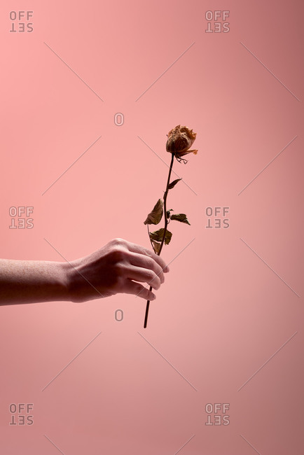 Unrecognizable person demonstrating dried rose with delicate petals against pink background