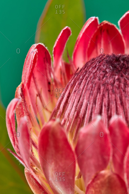 Greeting card of macro srtructure of big fresh petals protea flower with green leaf on a green emerald background. Natural backdrop for your creativity.