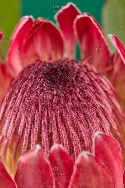 Congratulation card from macro view of fresh natural petals of protea flower on a green emerald background. Can be used for your creativity.