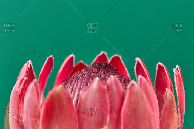 Invitation card from fresh natural close up petals of protea flower on a emerald green background with copy space.