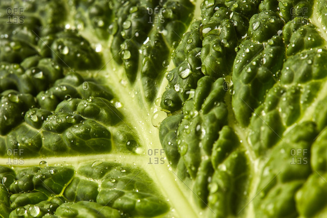 Horizontal natural macro background from freshly picked natural organic salad leaf with droplets of water. Vegan detox food.