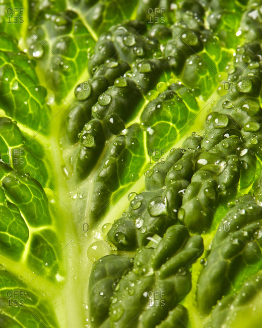 Macro textured green leaf with water droplets of fresh natural organic salad plant for cooking vegetarian healthy food. Vegan heathy dieting eat concept.