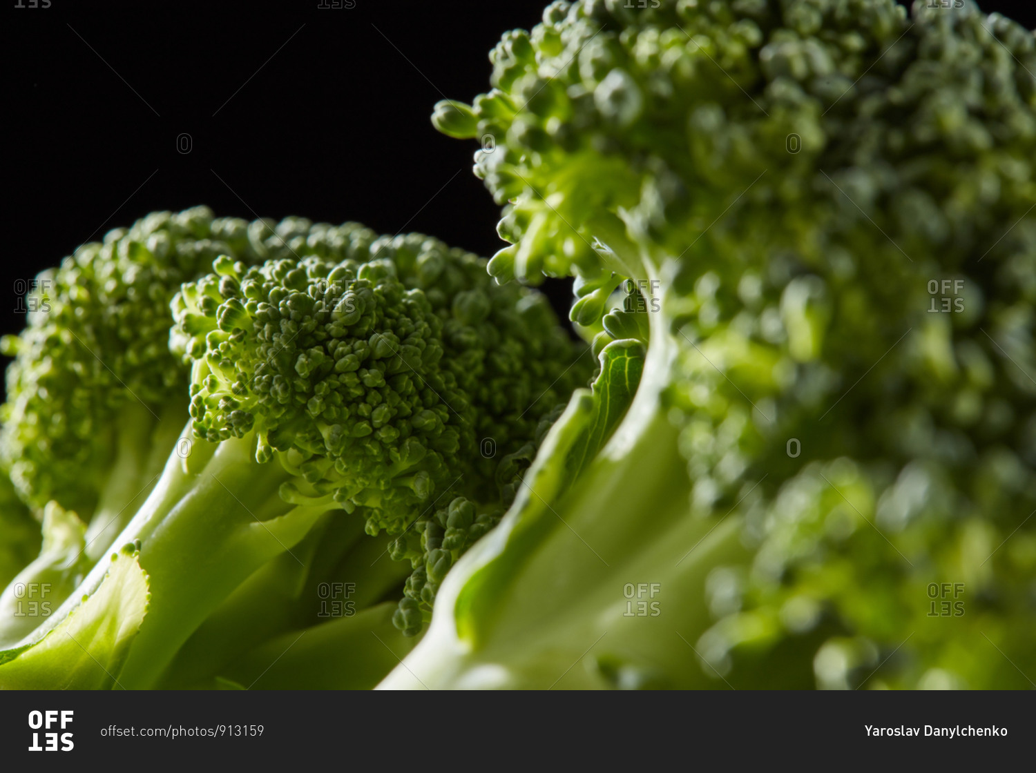 Home grown natural broccoli sprouts, healthy raw plant for cooking vegetarian food on a black background, copy space. Close-up view. Dieting healthy food.