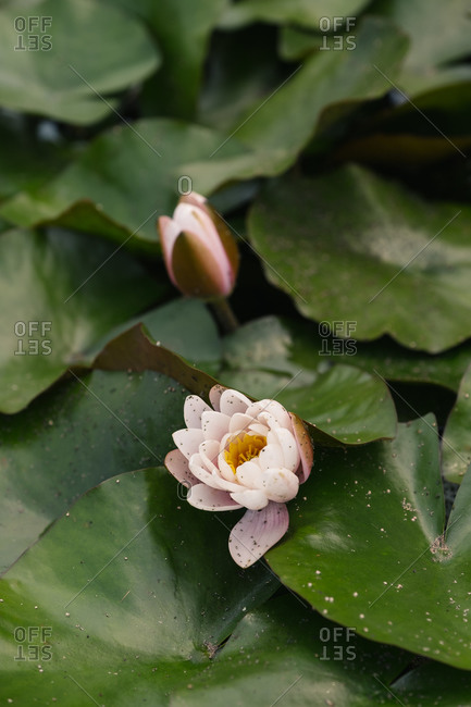 Lily growing on lily pads