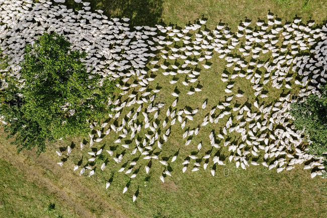 Austria- Carinthia- Klagenfurt- Aerial view of large flock of geese grazing outdoors
