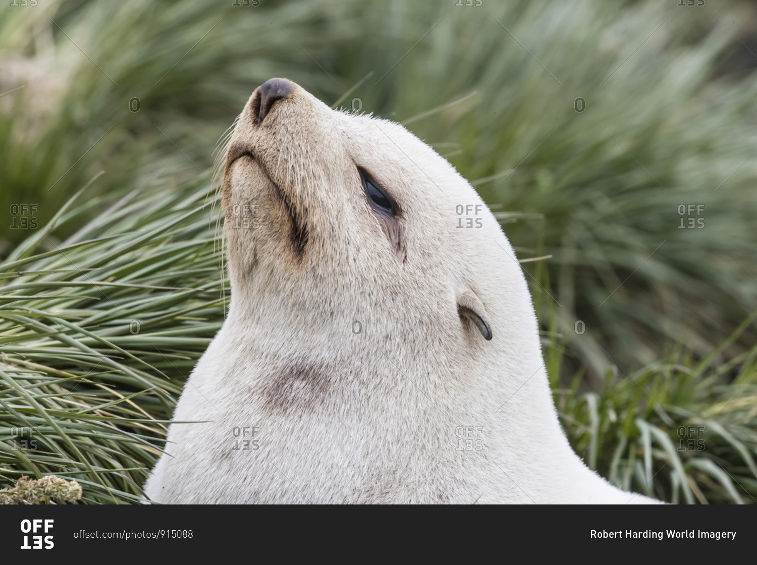 Leucistic Antarctic fur seal (Arctocephalus gazella), in the tussac grass at Gold Harbor, South Georgia Island, Polar Regions
