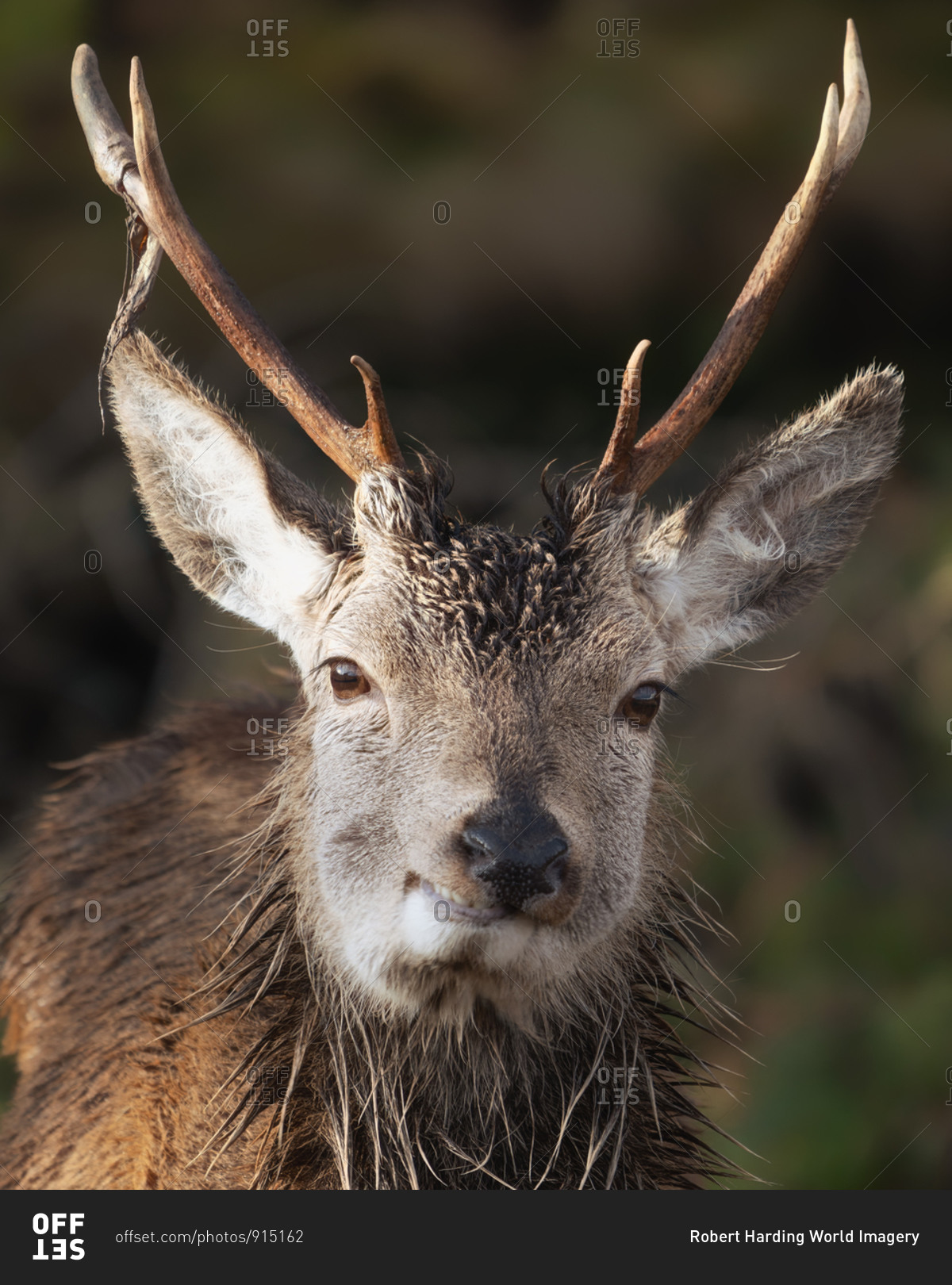 Smiling young red deer stag, Glencoe, Scottish Highlands, Scotland, United Kingdom, Europe