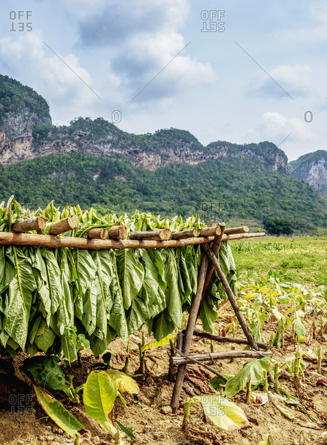 Dried Tobacco Leaf Stock Photos Offset