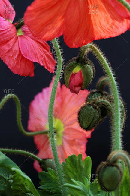 Vibrant Iceland Poppy Blossoms and Buds Against A Dark Background