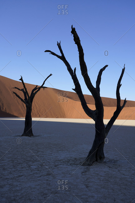 Morning light on acacia tree skeletons of Deadvlei-Sossusvlei, Namibia