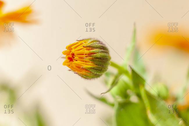 marigold background stock photos - OFFSET