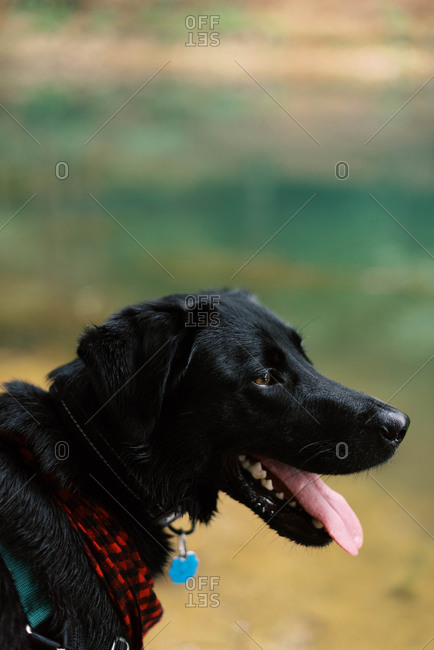 red coated retriever