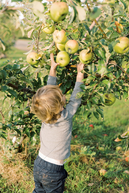 apples stock photos - OFFSET