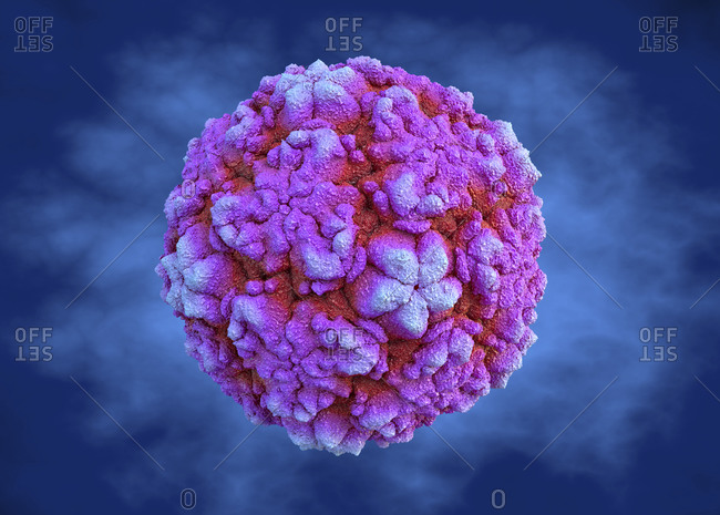 Rhinovirus, illustration from the Offset Collection