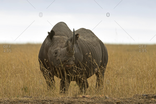 Black Rhino (Diceros bicornis), in grassland, Masai Mara, Kenya, Africa
