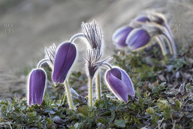 Pasque flower (Pulsatilla vulgaris), blossoms, Hohe Tauern National Park, Carinthia, Austria, Europe