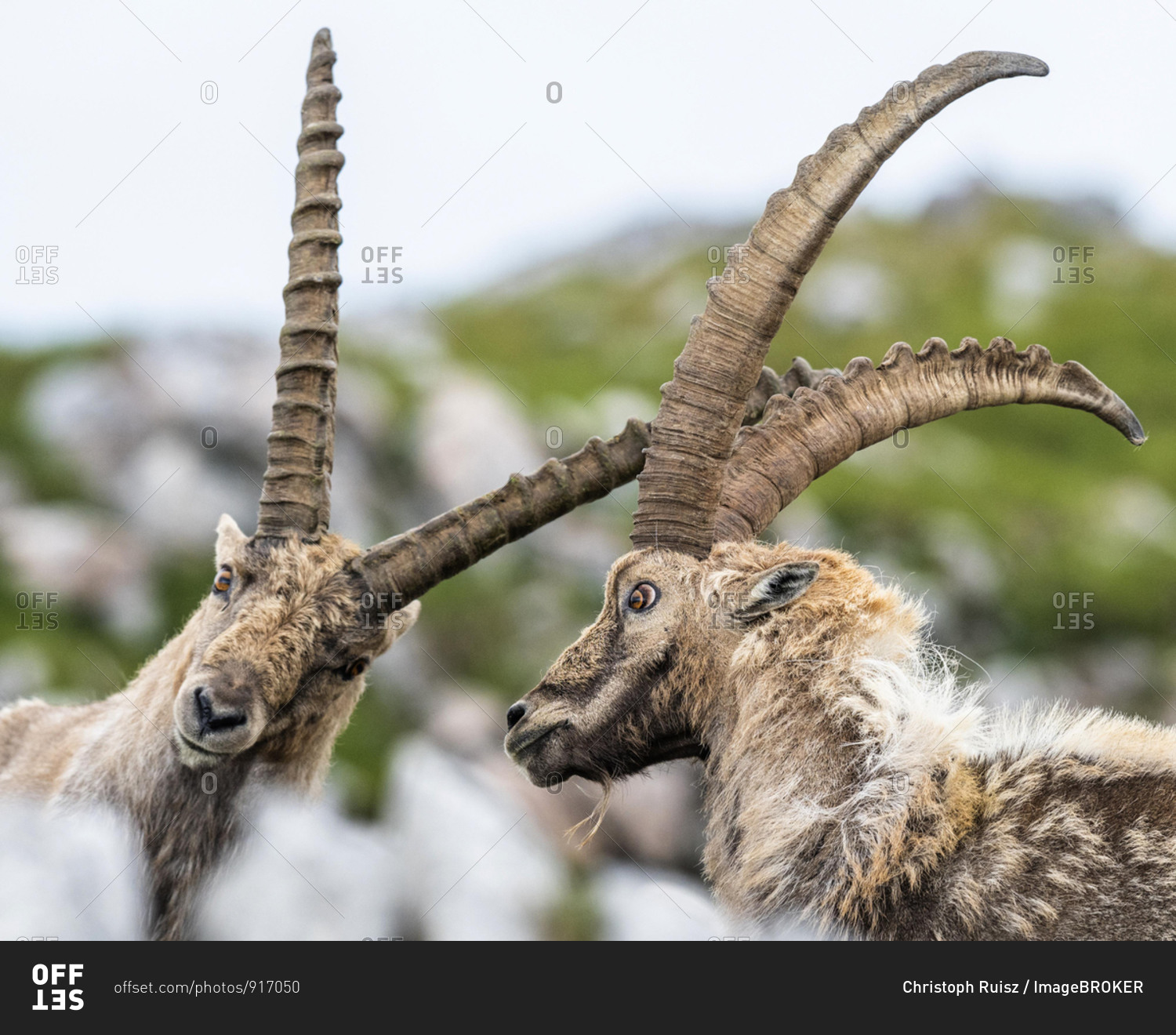 Two ibexes (Capra ibex) fighting in the Alps, Berchtesgadener Alps, Salzburg, Austria, Europe