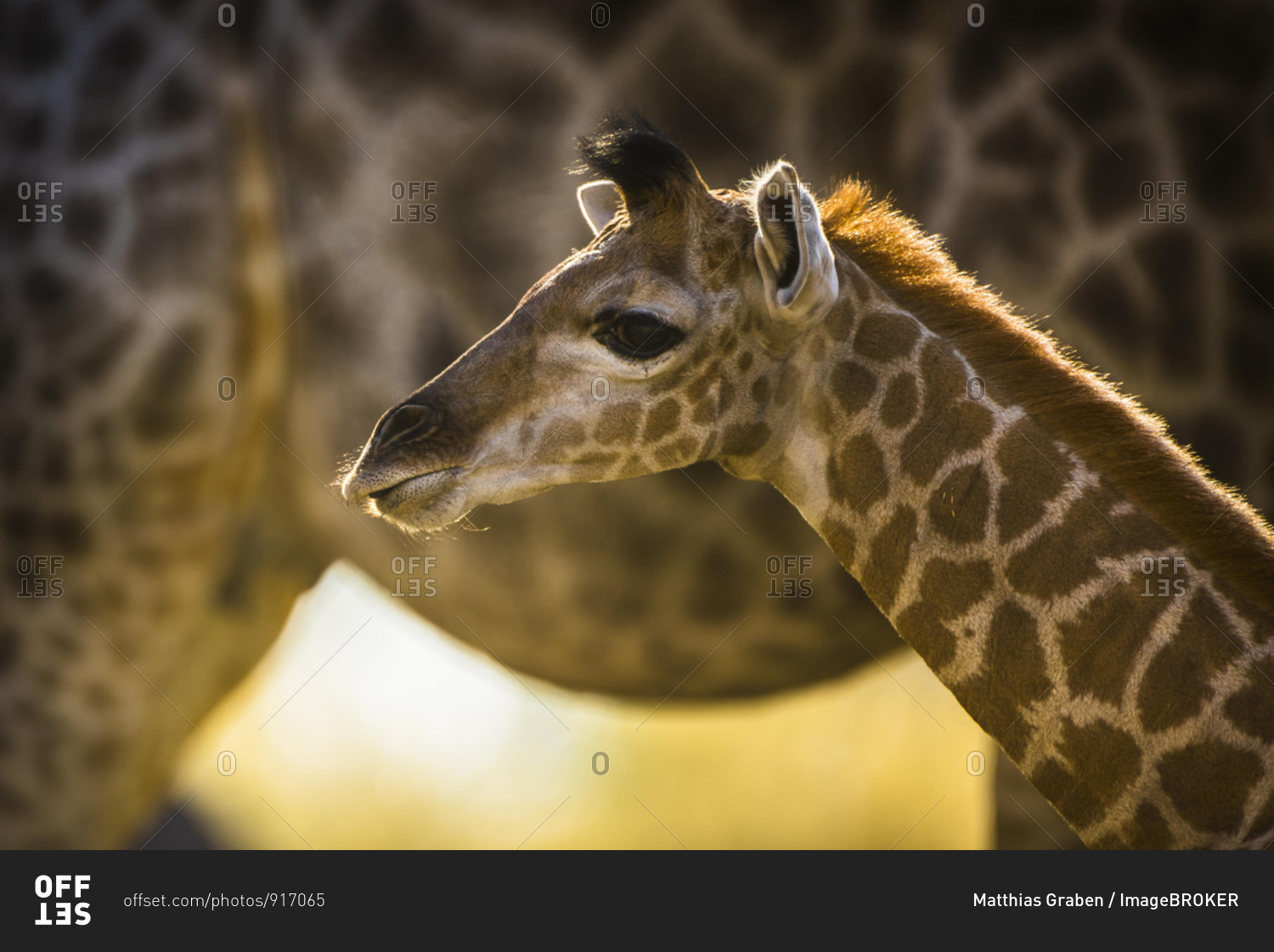 Angolan Giraffe (Giraffa camelopardalis angolensis), young animal, animal portrait, Moremi Wildlife Reserve, Ngamiland, Botswana, Africa