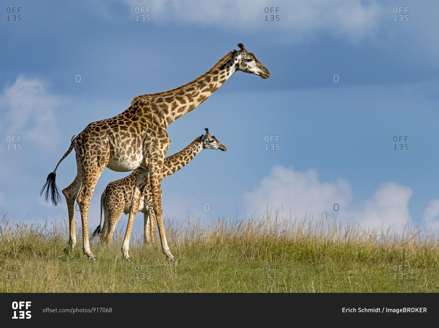 Giraffes (Giraffa camelopardalis), dam with young animal running through the grass pan, Masai Mara, Kenya, Africa