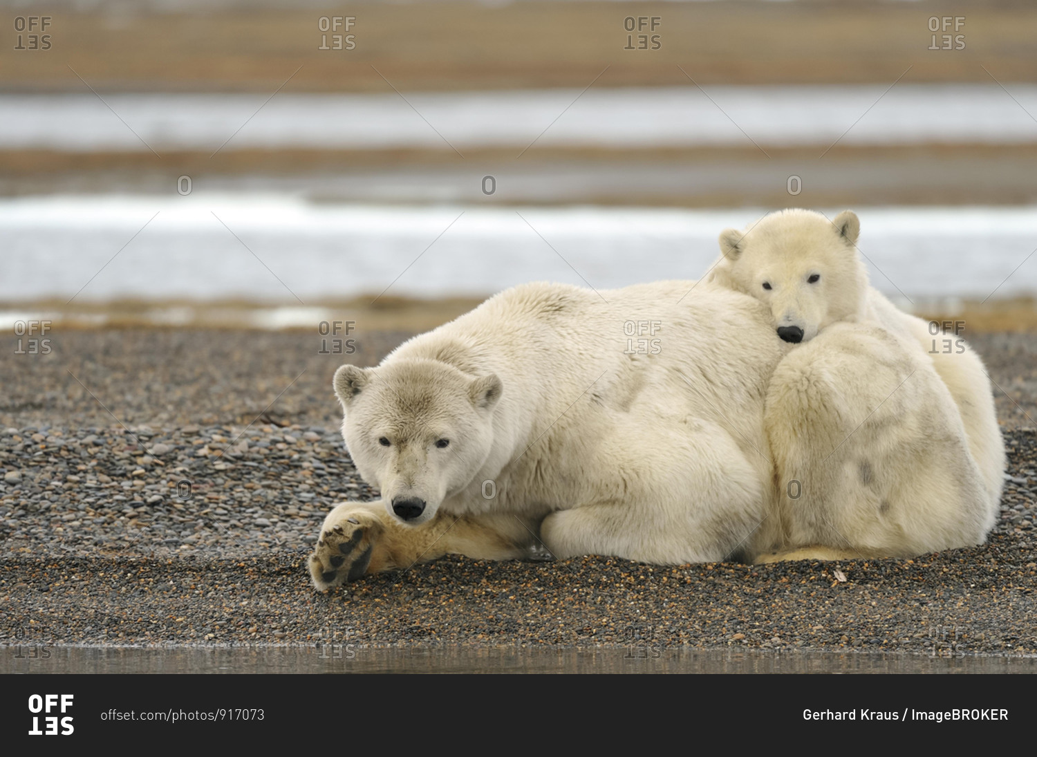 Polar bears (Ursus maritimus), mother with young animal, resting, on gravel island, Beaufort Sea, Arctic Ocean, Alaska, USA, North America