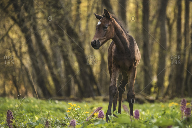 Brown Foal (Equus) stands in the forest on a flowery meadow, Switzerland, Europe