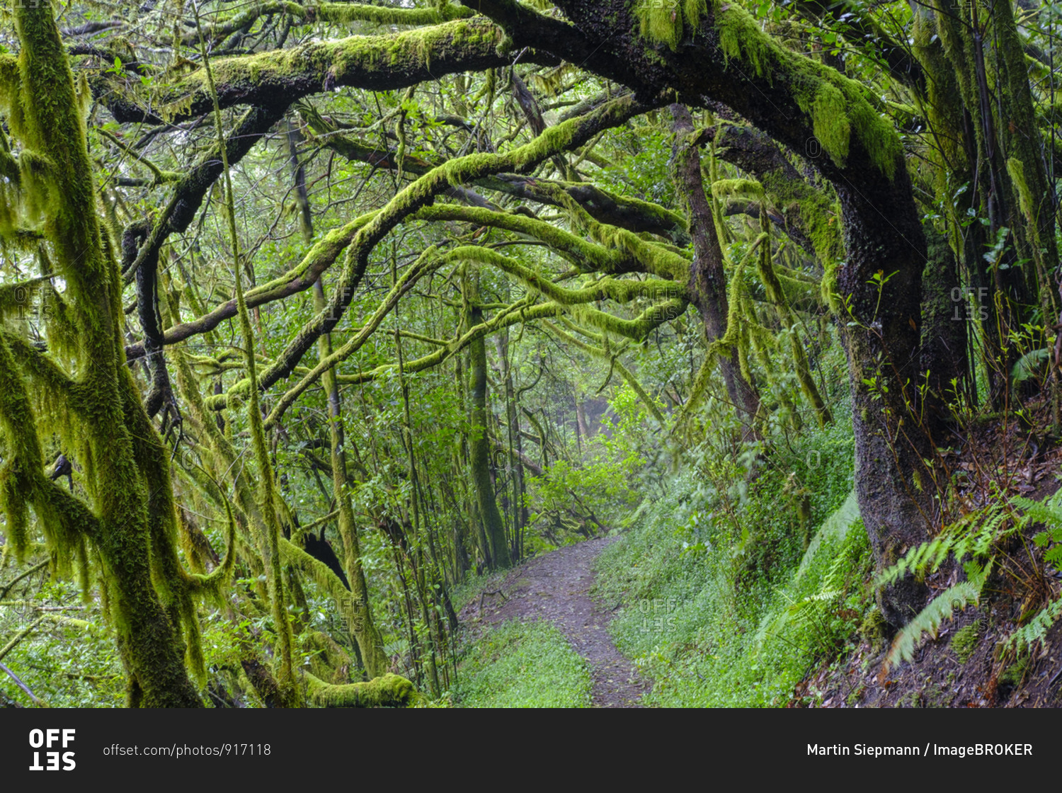 Forest path with mossy tree trunks in cloud forest, near El Cedro ...