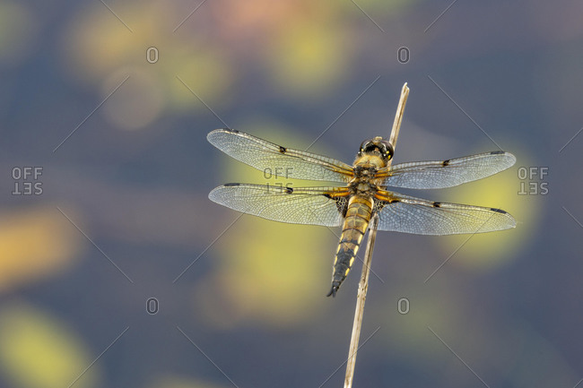 Four-spotted chaser (Libellula quadrimaculata), Osnabr¸ck, Lower Saxony, Germany, Europe