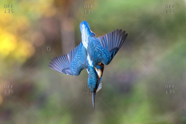 Common kingfisher (Alcedo atthis), in nosedive, Hesse, Germany, Europe