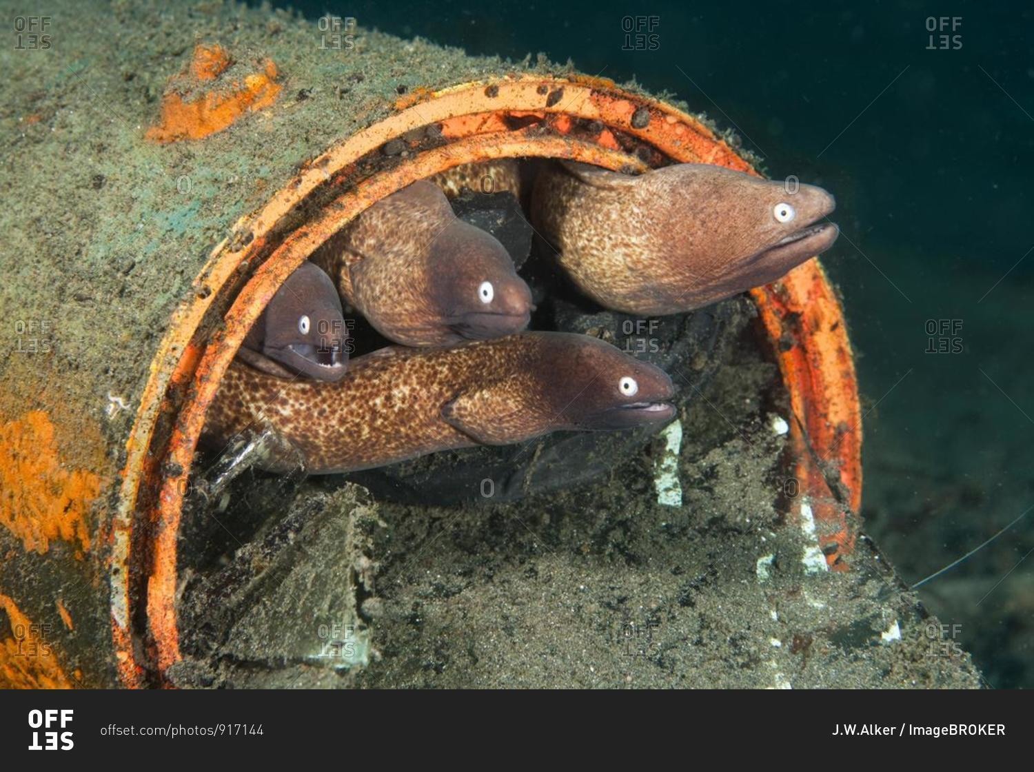White-eyed Moray Eels (Siderea thyrsoidea) using an old tin can as habitation, Indonesia, Southeast Asia, Asia