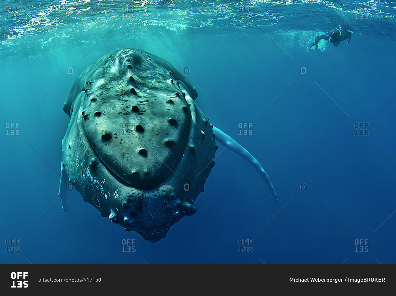 Humpback whale (Megaptera novaeangliae) with diver, Silver Banks, Dominican Republic, Central America