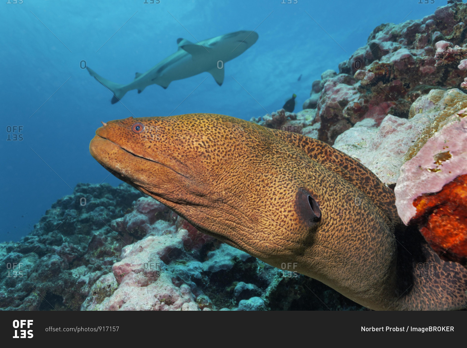 Giant moray (Gymnothorax javanicus) peeps out of hole in coral reef, behind Blacktip reef shark (Carcharhinus melanopterus), Pacific Ocean, Moorea, Windward Islands, French Polynesia, Oceania