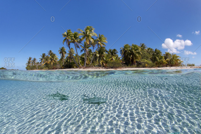 Island with palm trees, Blacktip reef shark (Carcharhinus melanopterus) floats over sandy bottom, Pacific Ocean, French Polynesia, Oceania