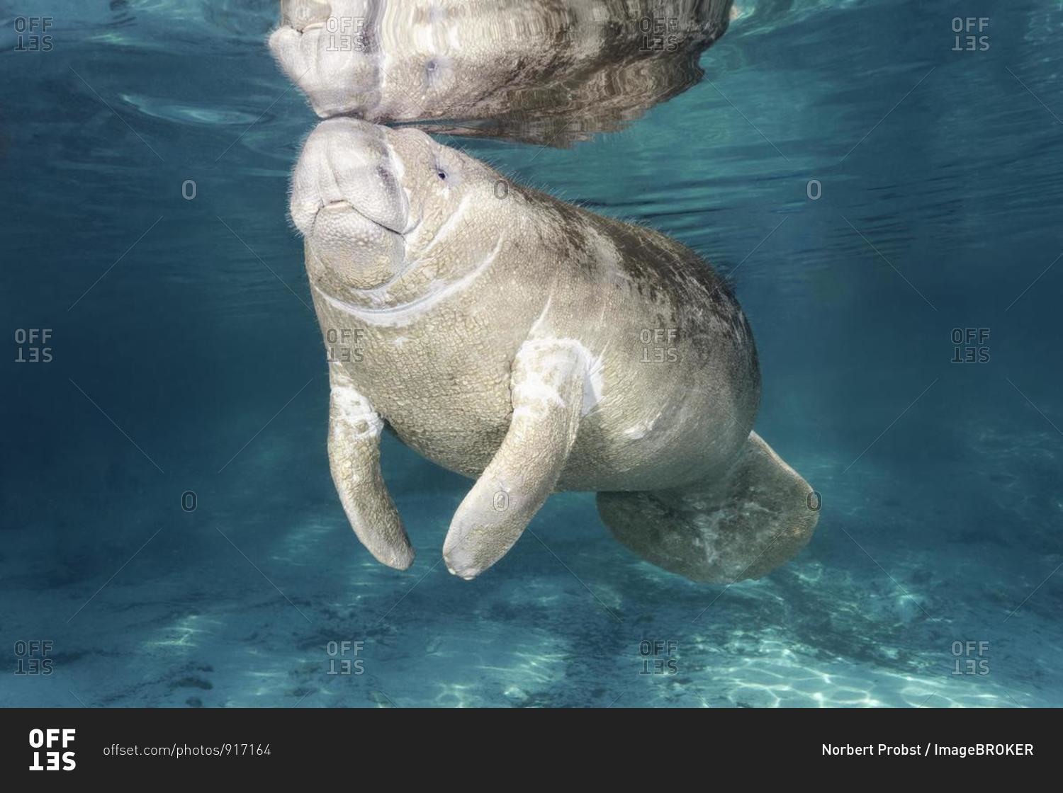 West Indian manatee (Trichechus manatus), young animal, calf, Three Sisters Springs, Manatee Conservation Area, Crystal River, Florida, USA, North America