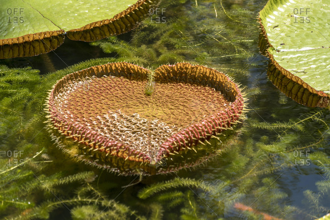 Heart-shaped leaf of Victoria (Victoria), Mauritius, Africa