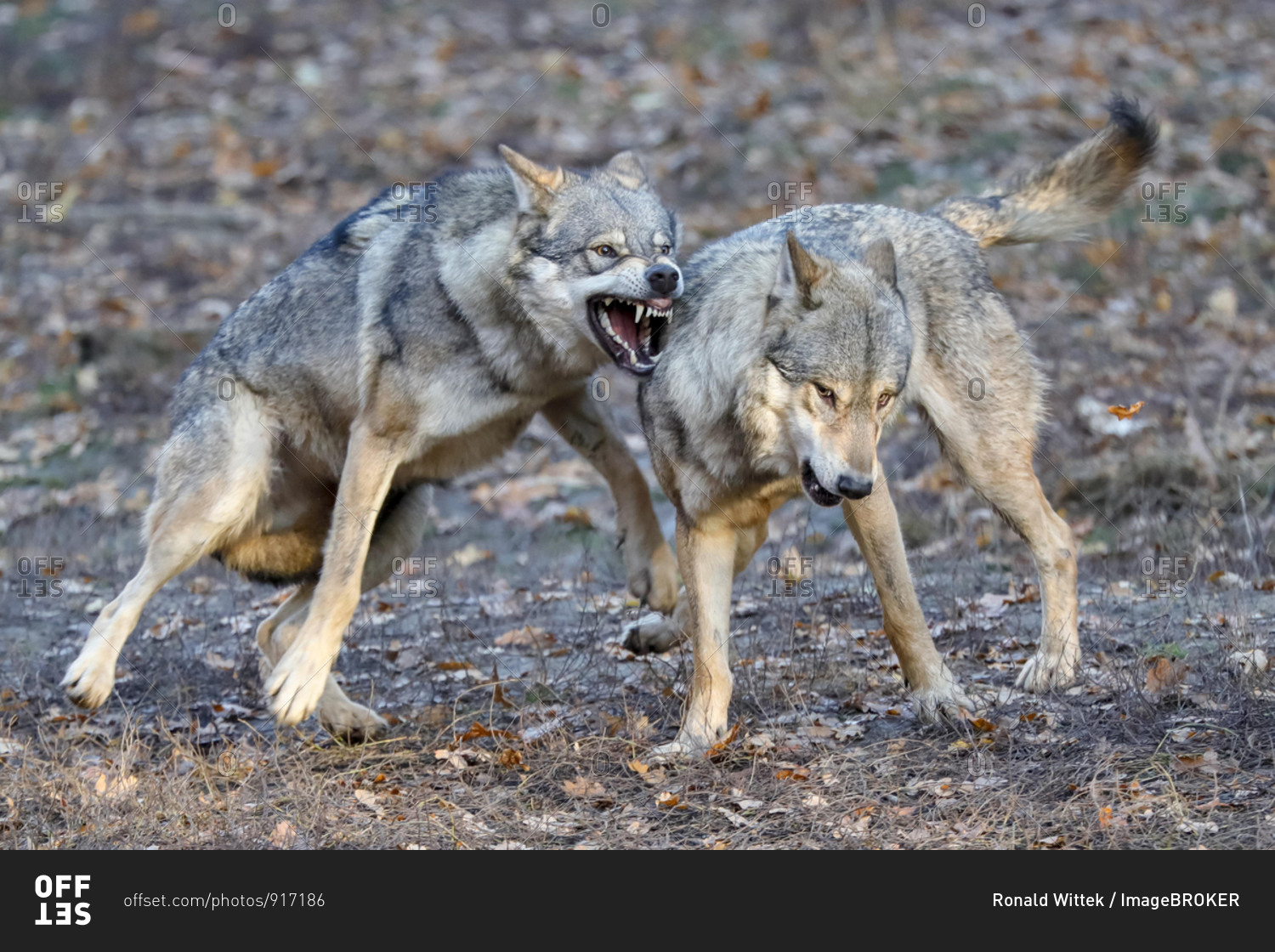 European Gray wolves (canis lupus) fight, Germany, Europe