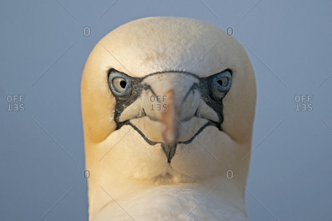 Northern gannet (Sula bassana), animal portrait, Helgoland, Schleswig-Holstein, Germany, Europe
