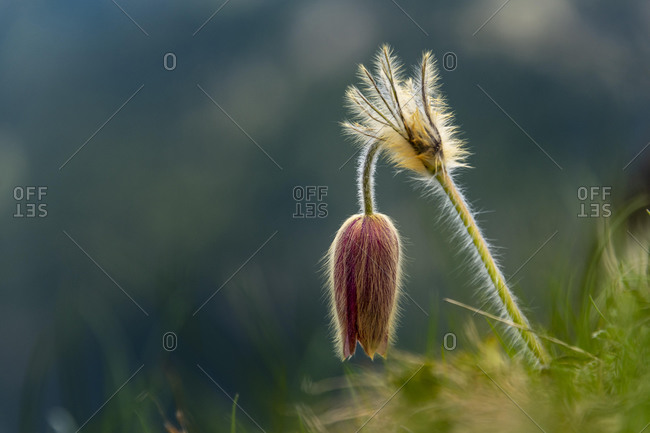 Alpine pasqueflower (Pulsatilla alpina) against a dark background, Sarntal, South Tyrol, Italy, Europe