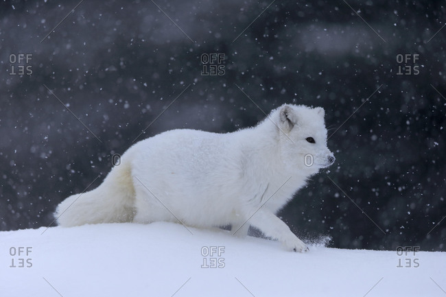 Arctic fox (Vulpes lagopus), adult, in winter, in snow, running, captive, Montana, North America, USA, North America