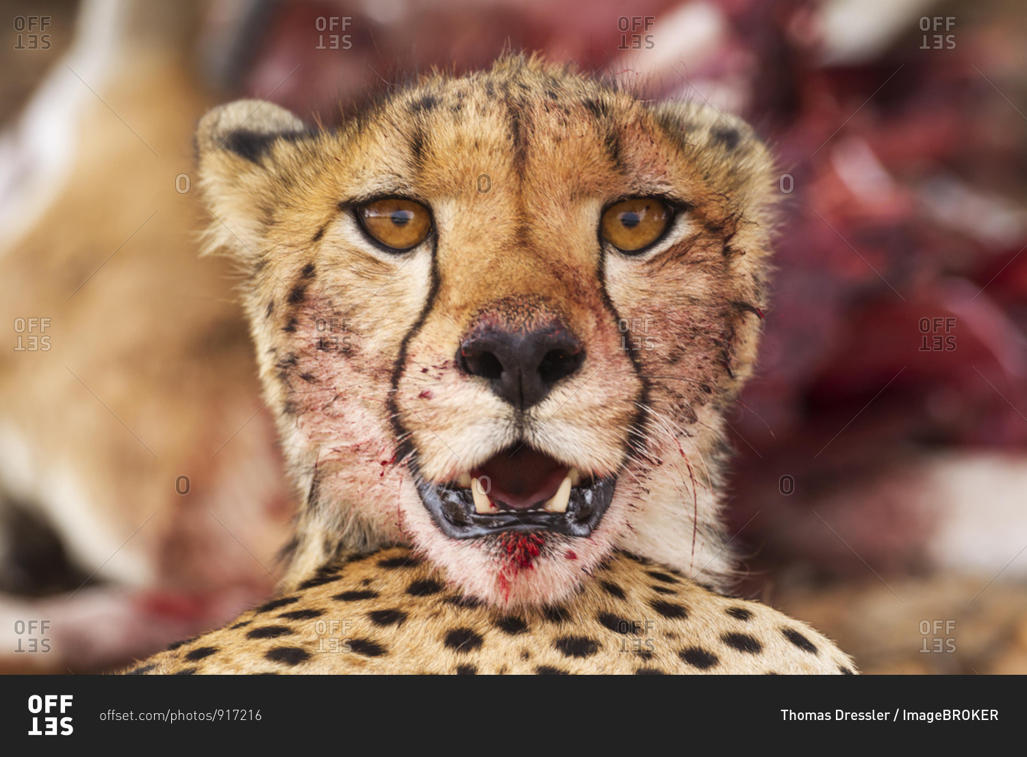 Cheetah (Acinonyx jubatus), female, animal portrait with bluddy mouth, Kalahari Desert, Kgalagadi Transfrontier Park, South Africa, Africa
